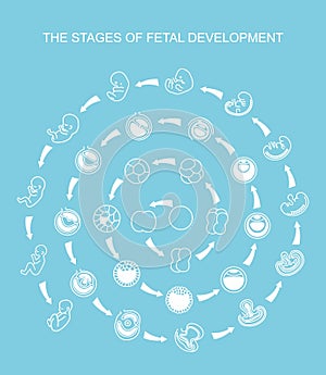 Fetal growth from fertilization to birth, fetus development. Embryo development.