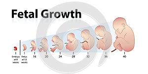 Fetal Growth photo