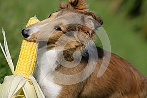 Fetching corn