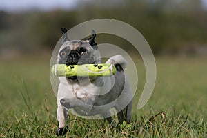 Fetching pug