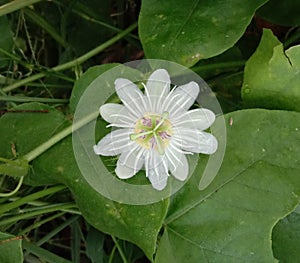 Fetid passionflower bloom on leaf is ivy-like vine. The vine is somewhat crooked.