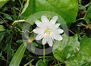 Fetid passionflower are ivy-like vine. The vine is somewhat crooked.