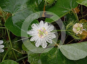 Fetid passionflower are ivy-like vine. The vine is somewhat crooked.