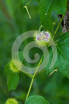 Fetid passionflower Passiflora foetida Linn photo