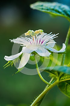 Fetid passionflower photo