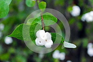 Fetid Securinega, Fluggein, White Snowberry photo