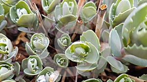 Fetthenne - stonecrop - Hylotelephium telephium