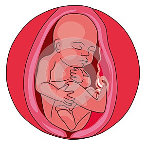 Fetus, Baby in the womb close-up. pregnancy and baby illustration on white background.