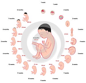 Fetus development stages size during pregnancy infographic diagram