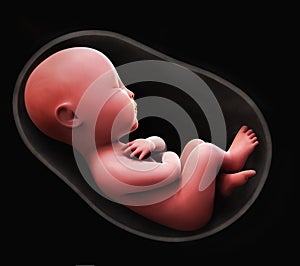 Fetus inside the womb photo