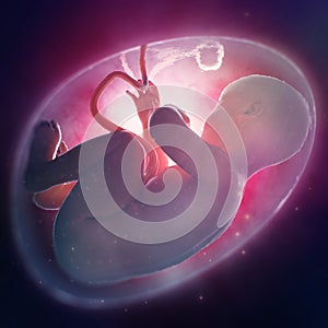 Fetus inside the womb photo