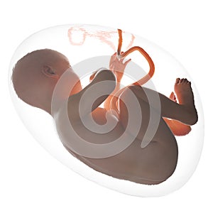 Fetus inside the womb