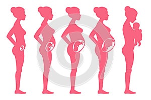 Fetus pregnancy stages. Female pregnant staging and childbirth vector illustration