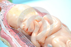 Fetus in seventh month