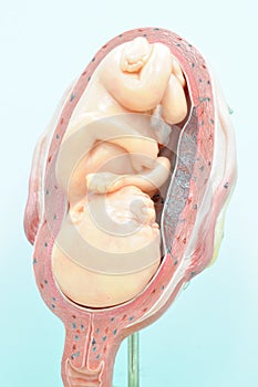 Fetus in seventh month photo