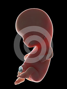 A fetus - week 10