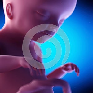 A fetus - week 20