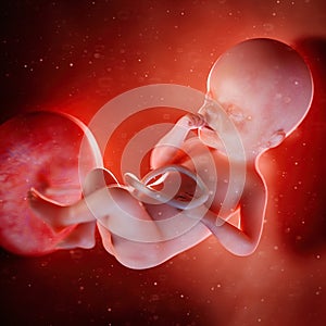 A fetus week 25