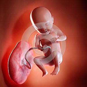 A fetus week 31