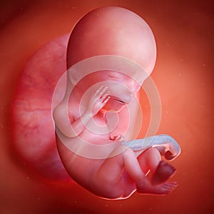 A fetus week 12 photo