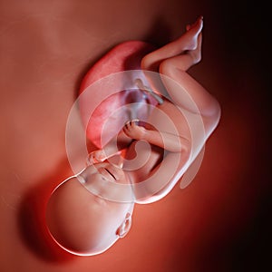 A fetus week 38 photo