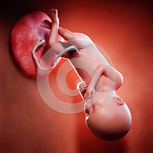 a fetus week 36 photo