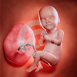A fetus week 33 photo