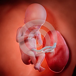 A fetus week 18 photo