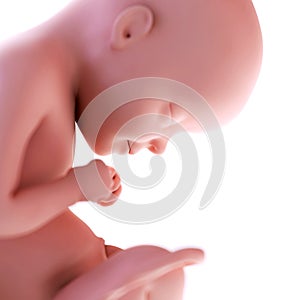 Fetus week 29