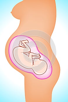 Fetus in Womb photo