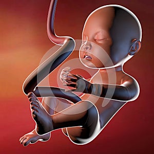 Fetus womb pregnancy childbirth umbilical cord