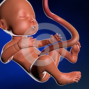 Fetus womb pregnancy childbirth umbilical cord