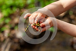 Feuersalamander , Little girl holding a fire salamander in her hands. Selective focus