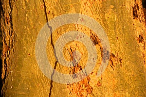 Fever Tree Bark Abstract