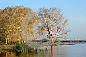 Fever tree landscape