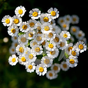 Feverfew