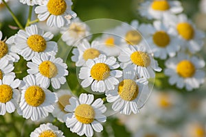 Feverfew