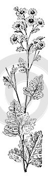 Feverfew, Chrysanthemum, Parthenium, daisy, Asteraceae, leaves, pinnatifid vintage illustration