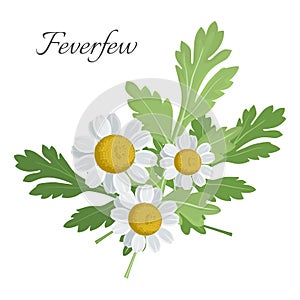 Feverfew floral element with green leaves vector illustration photo