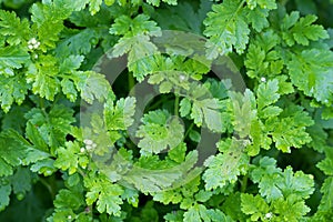 Feverfew plants with wet green leaves and flower buds after the photo