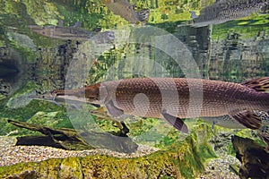 Few alligator gars swimming in clear water