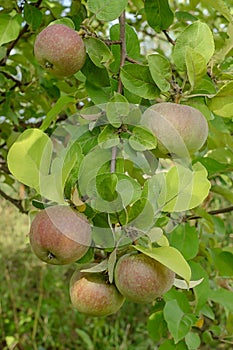 few apples on apple tree