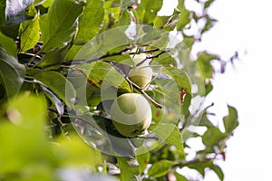 A few Apples hanging on an Apple Tree and are surrounded by many leaves