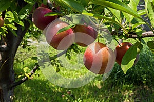 Red plums on tree branch