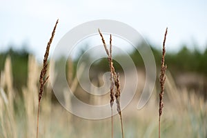 Few bents on blurred background