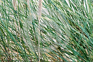 Few bents on blurred background