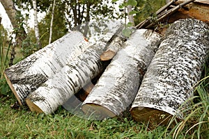 a few birch sawn logs on the grass. summer harvesting of biofuels for winter heating of the house.