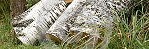 A few birch sawn logs on the grass. summer harvesting of biofuels for winter heating of the house. banner.