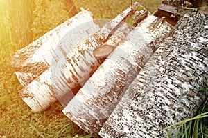 a few birch sawn logs on the grass. summer harvesting of biofuels for winter heating of the house. flare.