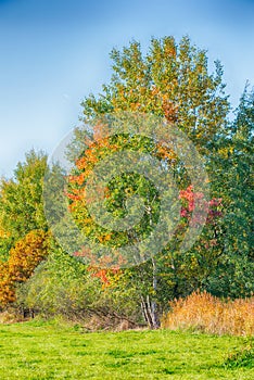 Few birch trees with color autumn leaves next to meadow